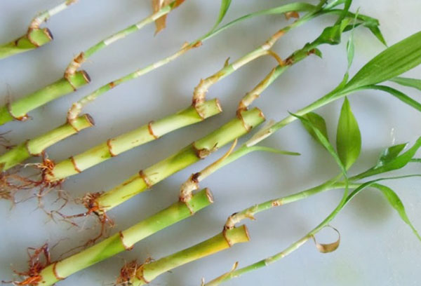 Dracaena stiebų auginiai