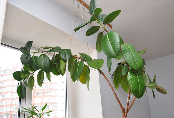 Ficus de borracha coberto de vegetação