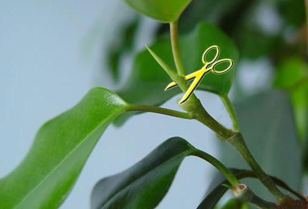 Esquema de formación de corona de Ficus