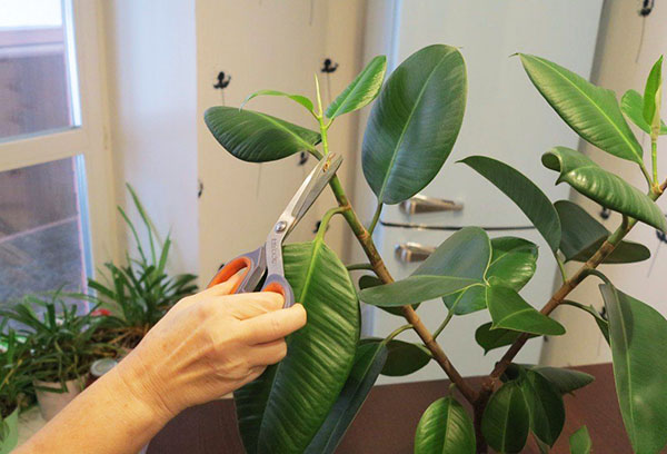 Rubberachtige ficus snoeien