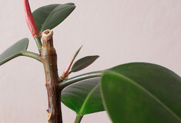 Huyendo de la planta de caucho después de la poda