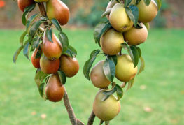 Columnar päron med frukter