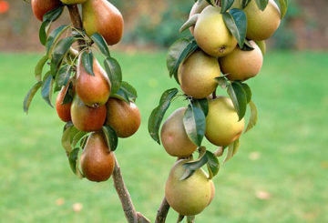 Pêra colunar com frutas