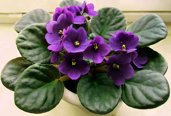 Violeta en flor