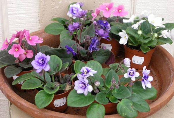 Tưới nước cho hoa violet bằng cách ngâm