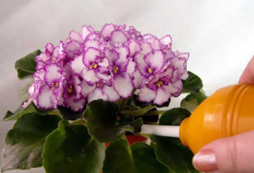 Bevattna violer med en spruta