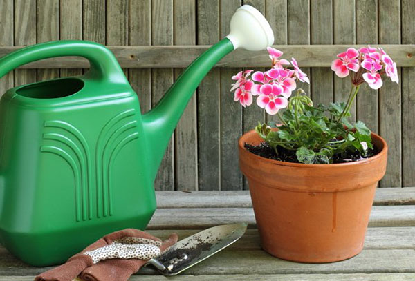 Geranium in a pot, watering can and scoop