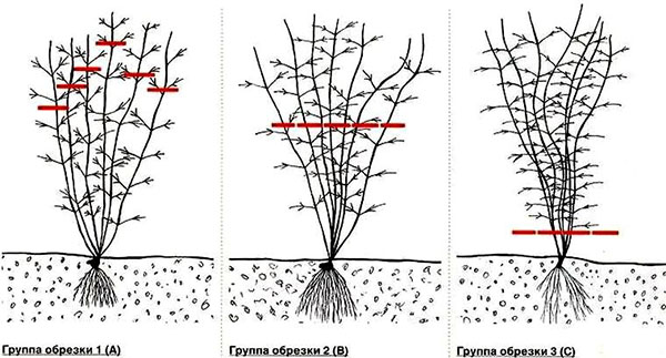 Types de taille des clématites