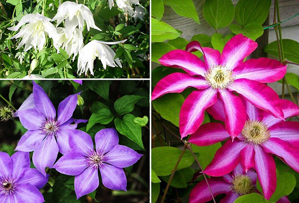 Tipos de clematis