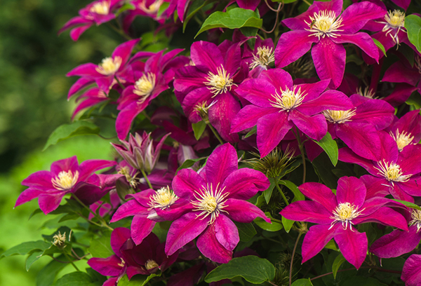 Clematis berbunga