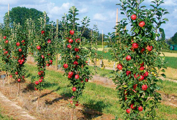 Culturi de arbori de măr