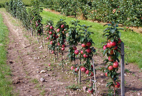 Плодове на колоновидни ябълкови дървета