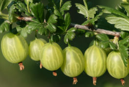 Цариградско грозде на клон