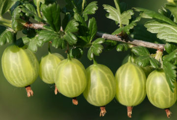 Gooseberry di dahan