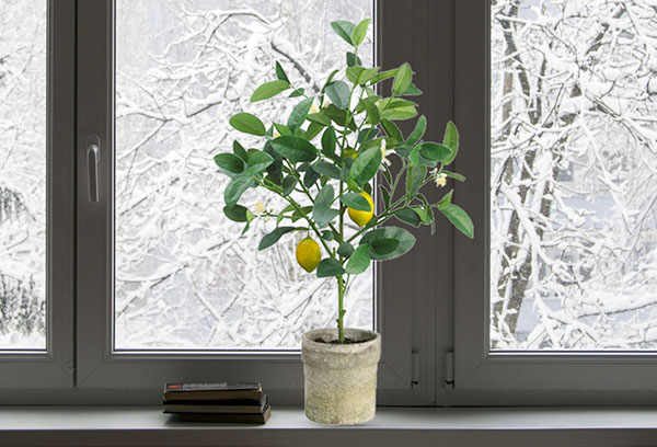 Limón en el alféizar de la ventana en invierno