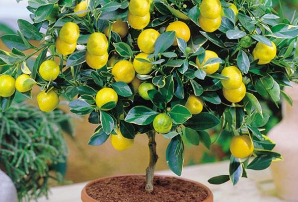 Pokok lemon di dalam periuk