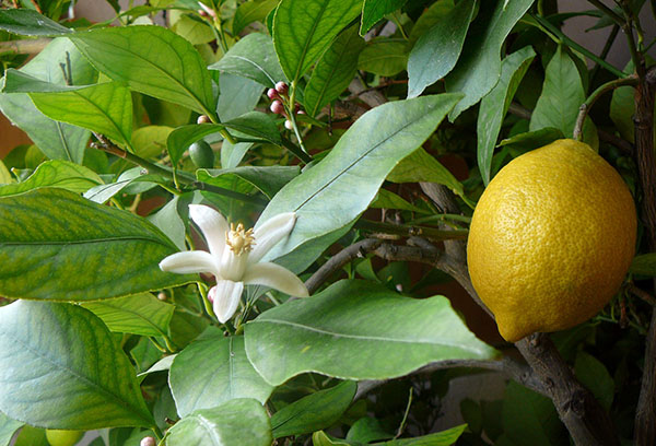 Fleurs et fruits sur un citronnier