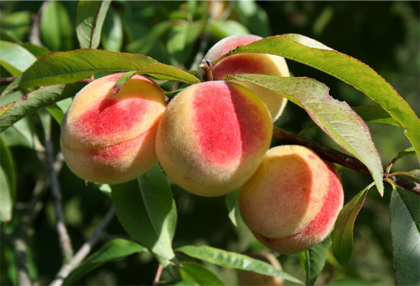 Buah persik di dahan