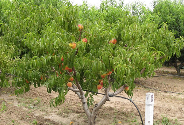 Melocotón joven