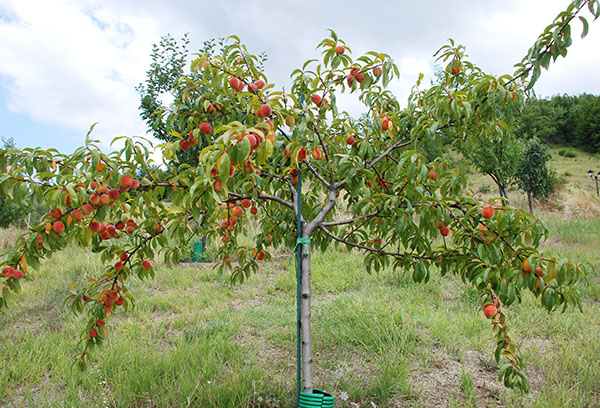 Jonge perzik met fruit