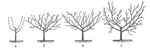 Formación de una corona ahuecada