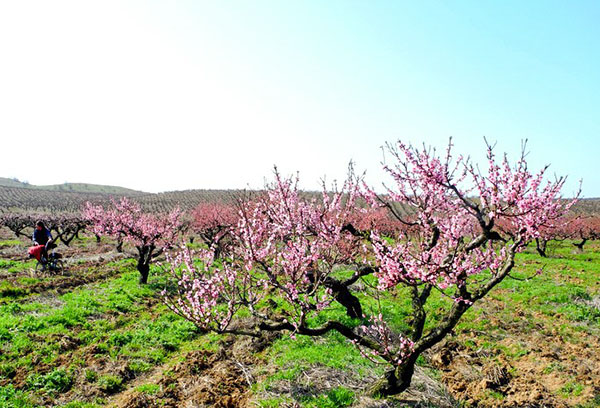 Oude perzikboom