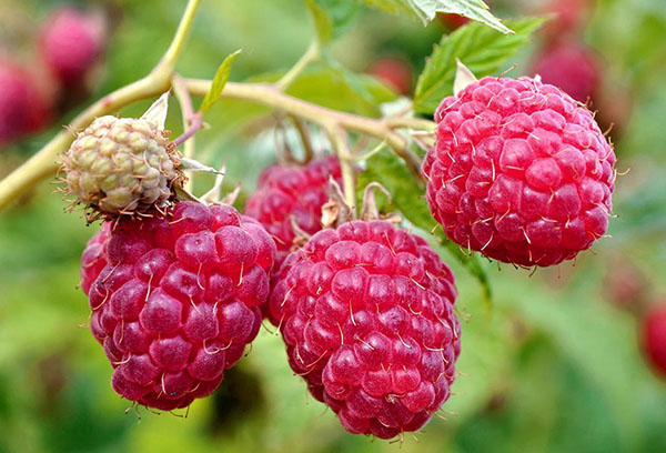 Raspberi di dahan