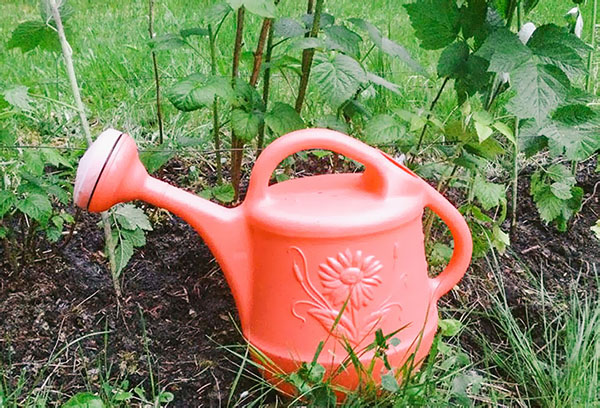 Arrosoir de jardin pour arroser les framboises