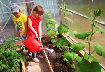 Enfants arrosant des concombres dans une serre