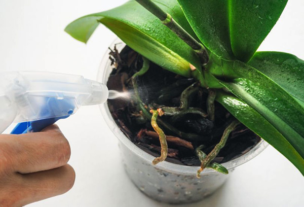 Spraying orchid roots