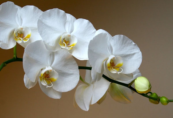 Orquídia en flor