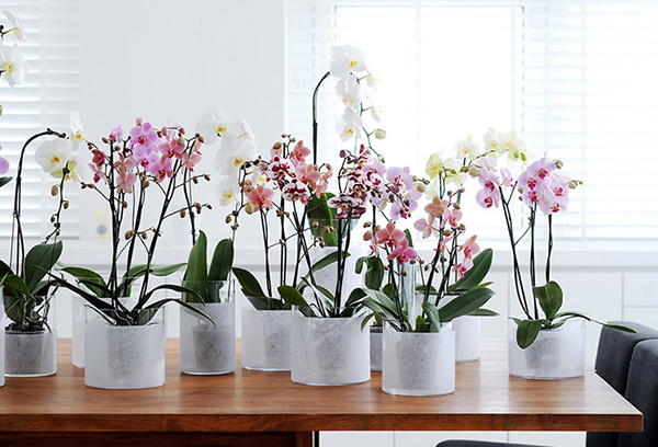 Bottom watering of blooming orchids