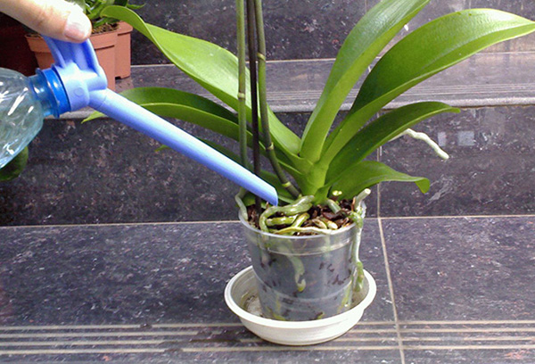 Zalévání orchidejí Phalaenopsis