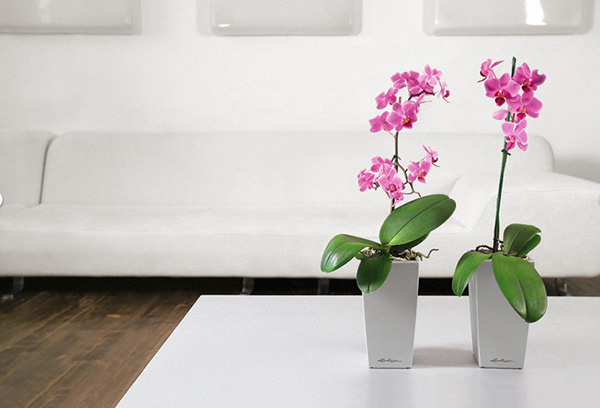 Kvetoucí orchideje v interiéru
