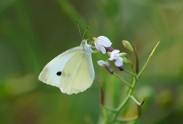 Λευκή πεταλούδα γογγύλι