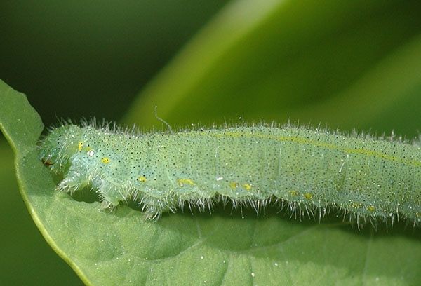 Tuřín bílý Caterpillar