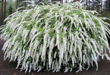 Spirea Jepun