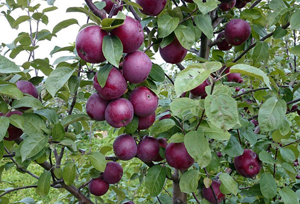 Плододаване на ябълково дърво