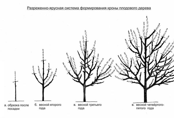 Az almafák metszése gyümölcsöt megelőzően