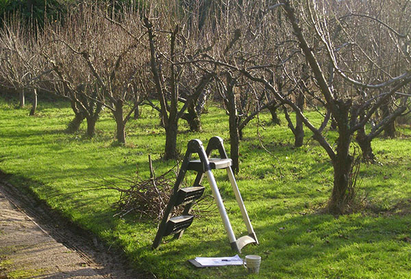 Подрязване на плододаващи ябълкови дървета