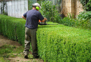 Recortando el seto de madreselva