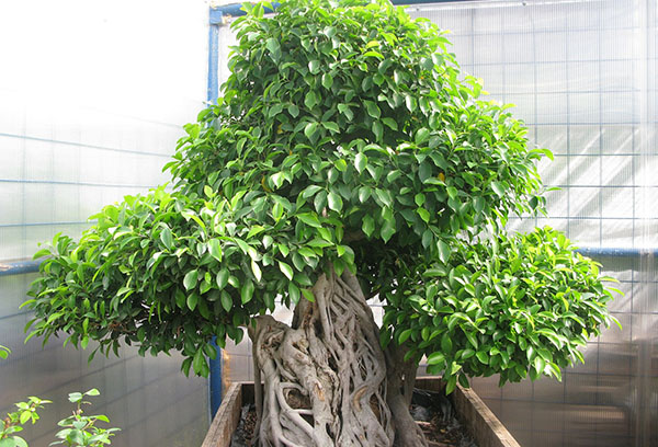 Velho ficus benjamin