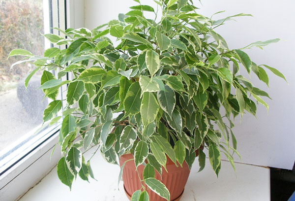 Ficus Benjamin en el alféizar de la ventana