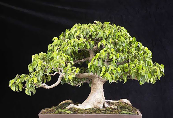 Bonsai - a ficus de Benjamin