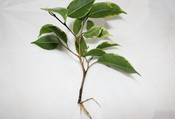 Reprodução de ficus Benjamin