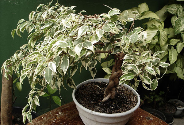 Ficus Benjaminas