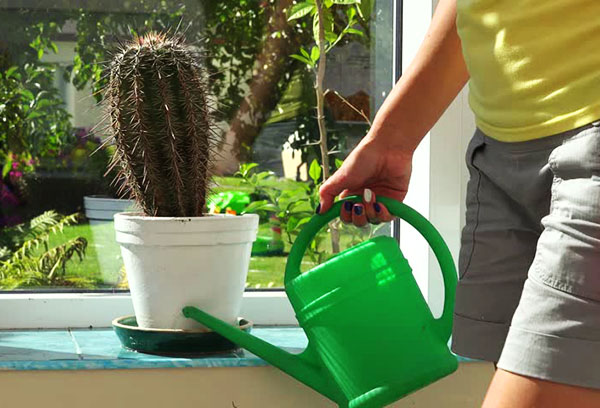 Watering a cactus in summer