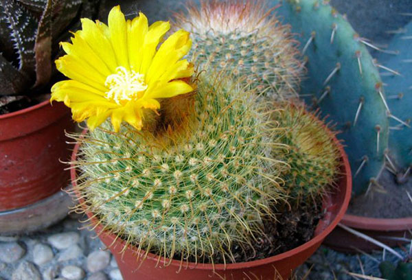 Blooming cactus