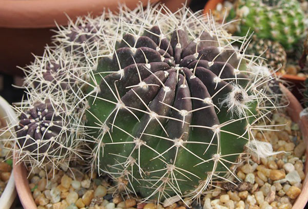 Lobivia cactus