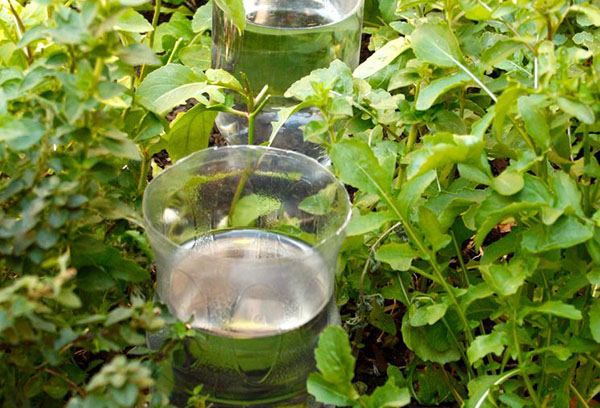 Mga Drott Irrigation Bottles